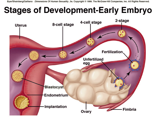 infertility 2